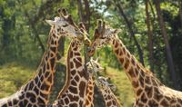 Giraffen in Zooparc Overloon