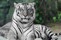 Witte tijger Zooparc Overloon